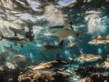 Plongee avec les requins en Nouvelle-Zelande : pourquoi ils ne sont pas les monstres que vous imaginez